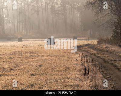 Wiese nach Heuschnitten. Dämpfen von gepressten Heuballen. Im Hintergrund befindet sich ein hoher Kiefernwald mit Nebel. Es ist ein sonniger Herbstmorgen. Stockfoto