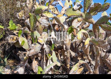 Feigenkaktus (Nopal) mit Parasiten Cochenille (Dactylopius Coccus  Stockfotografie - Alamy