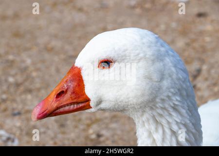 Detail des Kopfes einer weißen Gans Stockfoto