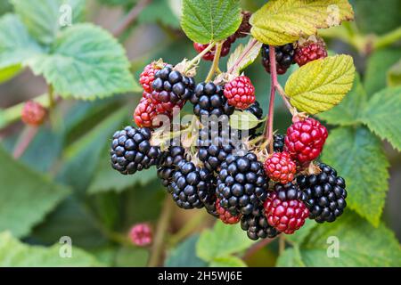 Schwarze reife und rot reifende Brombeeren auf grünem Blatthintergrund. Rubus fruticosus. Nahaufnahme des Bramble Astes. Ein paar leckere süße Sommerbeeren. Stockfoto