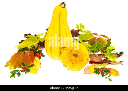 In einem Halbkreis liegen verschiedene bunte Herbstblätter. 2 Kürbisse geben ein herbstliches Bild. Isoliert vor weißem Hintergrund. Stockfoto