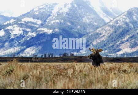 Geweihte, ruhende Bullenelche im Sagebrush und Herbstrasen vor dem Hintergrund der Teton Mountains im Grand Teton National Park in Wyoming, United State Stockfoto