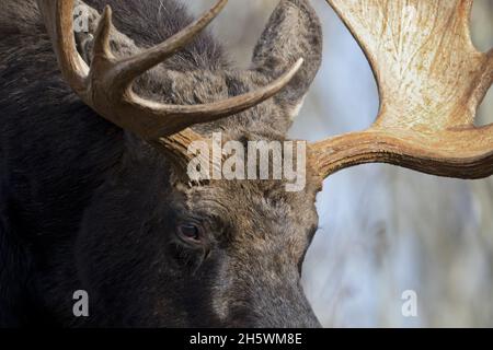 Die ansprechende Nahaufnahme von Bullenelchen konzentriert sich auf das schwarze braune Auge und das einzigartige Paddel großer Geweihe auf männliche Tiere in Wyoming auf der Moose Wilson Road in der Nähe von Jac Stockfoto