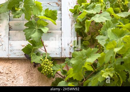 Detail der Vintage-Hauswand mit schäbigen hölzernen Fensterläden und kletternder Weinpflanze Stockfoto