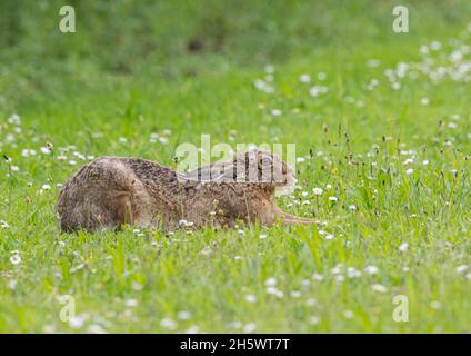 Ein brauner Hasen, der sich wie ein Hund niederlegt und sich in der Sonne in einem Feld voller Gänseblümchen entspannt. Suffolk, Großbritannien Stockfoto