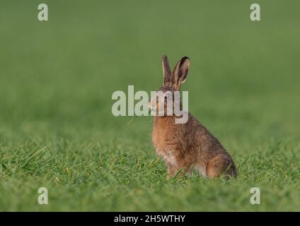 Ein junger brauner Hase leveret beim Akt des Knabberns der Bauern Weizen gefangen. Suffolk, Großbritannien Stockfoto