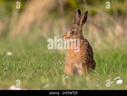 Ein winziger brauner Hase Leveret auf seinem eigenen sitzen in der Sonne auf den Bauern Grasränder . Suffolk, Großbritannien Stockfoto