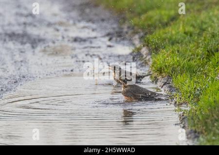 Ein Paar Rotflügel (Turdus iliacus), die in einer Pfütze auf der Farm Track baden. Suffolk UK Stockfoto