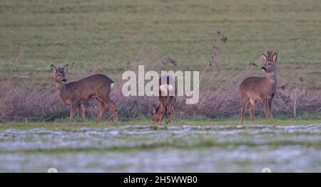 Ein Trio von Roe Deer (Capreolus capreolus), das auf den schneebedeckten Feldern einer Suffolk Farm steht. VEREINIGTES KÖNIGREICH Stockfoto