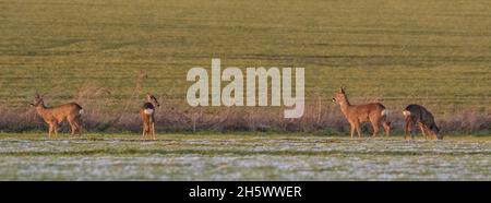 Vier Hirsche (Capreolus capreolus) in den schneebedeckten Feldern einer Suffolk Farm. VEREINIGTES KÖNIGREICH Stockfoto