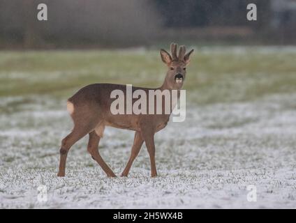 Ein männlicher Roe Deer (Capreolus capreolus), der auf den schneebedeckten Feldern einer Suffolk Farm steht. VEREINIGTES KÖNIGREICH Stockfoto