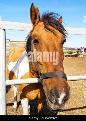 Pferd im Freien. Porträt eines braunen Pferdes Stockfoto