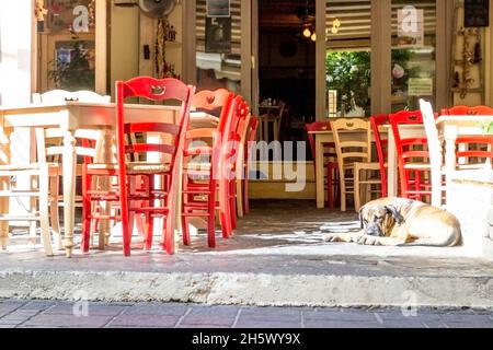 Hund liegt auf dem Bürgersteig im Straßencafe im Freien in sonnig Tag Stockfoto