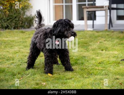 Junger schwarzer Labradoodle-Hund, der in einem Garten auf grünem Gras mit einem Ball im Mund steht. Warten auf Wiedergabe Stockfoto