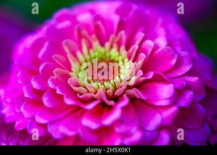 Die gewöhnliche Zinnie (Zinnia elegans) ist am 9. Juli 2011 in Columbus, Mississippi, abgebildet. Zinnien stammen aus Mexiko und wurden erstmals 1789 gesammelt. Stockfoto