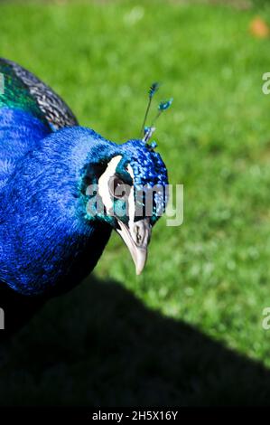 Nahaufnahme eines indischen Pfaus (Pavo cristatus), Kopf und Hals in der linken Bildseite. Es gibt Gras im Hintergrund Stockfoto