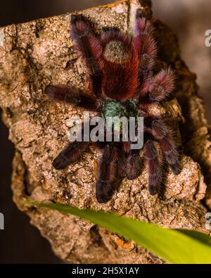 Caribena versicolor (ex avicularia versicolor, Martinique-Baumtaranteln, Spinnen, Taranteln Stockfoto