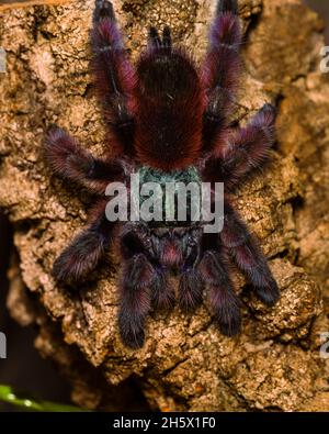 Caribena versicolor (ex avicularia versicolor, Martinique-Baumtaranteln, Spinnen, Taranteln Stockfoto