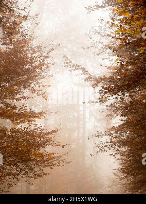 Taunus im Herbst Stockfoto