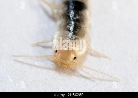 Silberfischkopf in extrem nahem Makro. Lepisma saccharinum Stockfoto