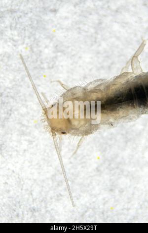 Silberfischkopf in extrem nahem Makro. Lepisma saccharinum Stockfoto