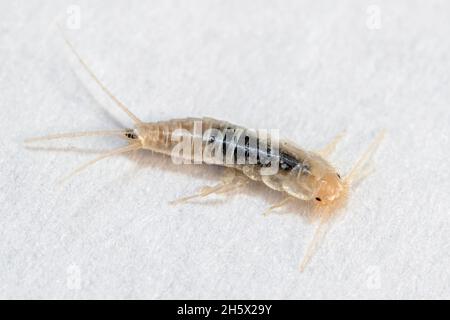 Silberfische in extrem nahem Makro auf weißem Papier Stockfoto