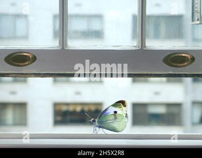 Schmetterling-Fensterbank im Innenbereich. Öffnen Sie das Fenster. Pieris rapae männlicher Kohl weißer Schmetterling auf alter Fensterbank. Amerikanische Tierwelt im Stadtwohnheim Stockfoto