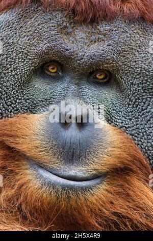 Die Sumatra Orang-Utan sind nur am nördlichen Ende der Insel Sumatra zu finden. Es wird geschätzt, dass dort etwa 7,300 in freier Wildbahn überleben. Was ich Stockfoto