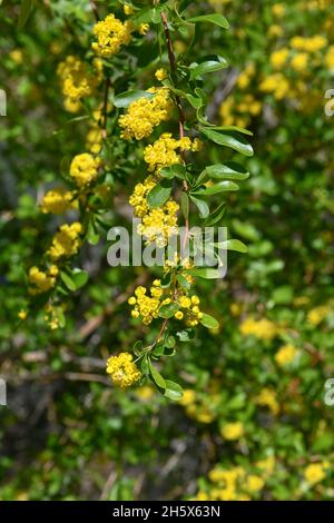 Gelbe Blüten von Alyssum, Gattung der Pflanzen in der Familie Kohl, im Sommer in Asien geschossen. Stockfoto