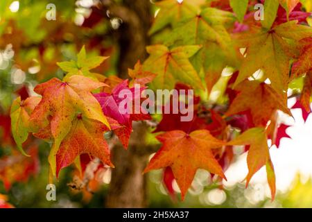 Selektiver Fokus von liquidambar (Süßgummibaum) Blättern mit verschwommenem Hintergrund - herbstlicher Hintergrund Stockfoto