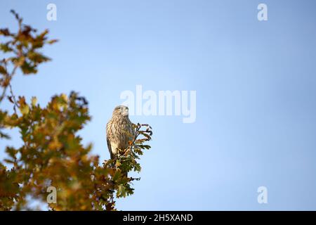 Accipiter gentilis, Goshawk sitzt in einem Baum auf der Suche nach einem einfachen Fang Stockfoto
