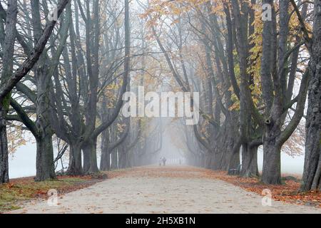 allee alter Bäume in einem Park, nebliges Wetter Stockfoto