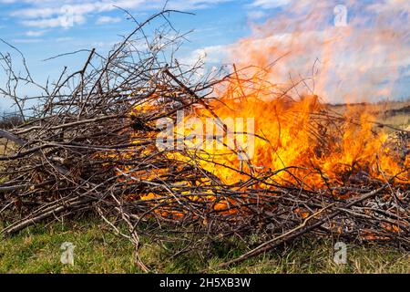 Ein Haufen trockener Äste brennt mit einer hellen Flamme. Müllverbrennung in Sommerhütten. Stockfoto