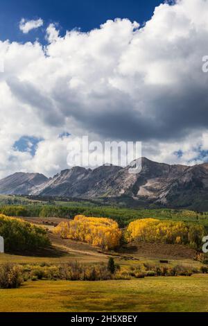 Herbstfarben auf Aspen-Bäumen in der Nähe des Gipfels des Ohio Passes in den West Elk Mountains in der Nähe von Crested Butte, Colorado Stockfoto