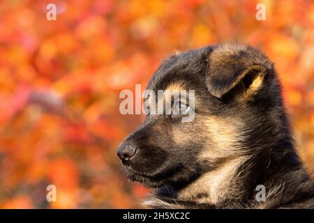 Porträt eines unglaublich liebenswerten Welpen, der vor farbenfrohen Herbstblättern in Europa sitzt. Stockfoto