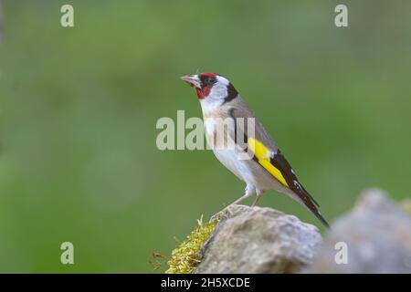 Seitenansicht des niedlichen europäischen Goldfinkenvogels, der an sonnigen Tagen auf Stein in der Natur steht Stockfoto