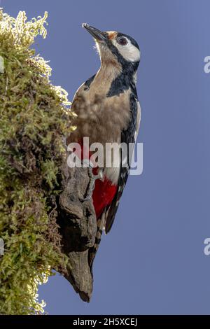 Von unten sieht man einen aufmerksamen Buntspecht, der auf einem Baum sitzt und am sonnigen Tag vor dem wolkenlosen blauen Himmel schaut Stockfoto