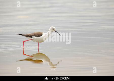 Einsamer schwarzer geflügelter Stelzenvogel, der am sonnigen Tag im Park im seichten Wasser des Sees steht Stockfoto