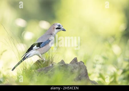 Seitenansicht des kleinen eurasischen eichelhäher-Vogels, der an einem sonnigen Tag auf Stein im grünen Park sitzt Stockfoto