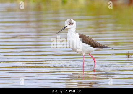 Einsamer schwarzer geflügelter Stelzenvogel, der am sonnigen Tag im Park im seichten Wasser des Sees steht Stockfoto