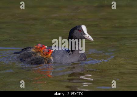 Seitenansicht eines anmutigen eurasischen Bußvogels mit schwarzem Gefieder und weißem Schnabel und frontalem Schild, der im See mit niedlichen Entchen schwimmend ist Stockfoto