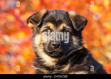 Porträt eines unglaublich liebenswerten Welpen, der vor farbenfrohen Herbstblättern in Europa sitzt. Stockfoto