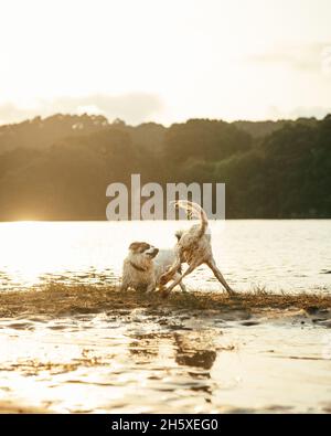 Nette aktive Hunde spielen zusammen an der grasbewachsenen nassen Küste in der Nähe des ruhigen Flusses gegen Wald mit Bäumen am Sommertag in der Natur Stockfoto