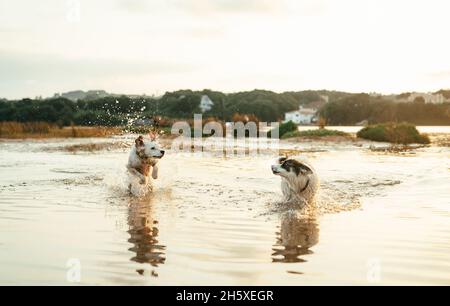 Nette aktive Hunde spielen am Sommertag in der Natur am Fluss gegen den Wald mit Bäumen zusammen Stockfoto