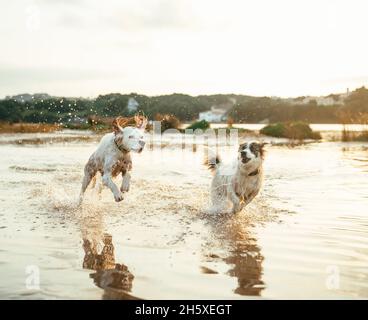 Nette aktive Hunde spielen am Sommertag in der Natur am Fluss gegen den Wald mit Bäumen zusammen Stockfoto