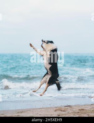 Liebenswert aktiven schwarzen Hund mit weißen Flecken springen in der Luft an der Küste in der Nähe winkende Meer gegen wolkenlosen Himmel in der Natur Stockfoto