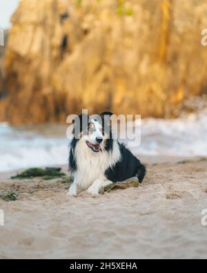 Süßer schwarzer Border Collie Hund mit weißen Flecken an der Küste in der Nähe von winkenden Meer gegen felsigen Klippen in der Natur am Sommertag liegen Stockfoto