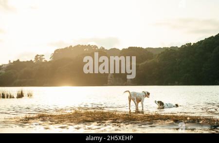 Nette aktive Hunde spielen zusammen an der grasbewachsenen nassen Küste in der Nähe des ruhigen Flusses gegen Wald mit Bäumen am Sommertag in der Natur Stockfoto