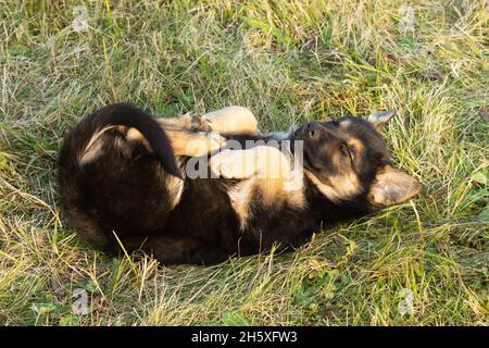 Ein niedliches kleines Hündchen, das im Herbst auf dem Rücken liegt und in Europa schläft. Stockfoto