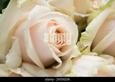Drei einzelne blassrosa Premium-Rosen Stockfoto